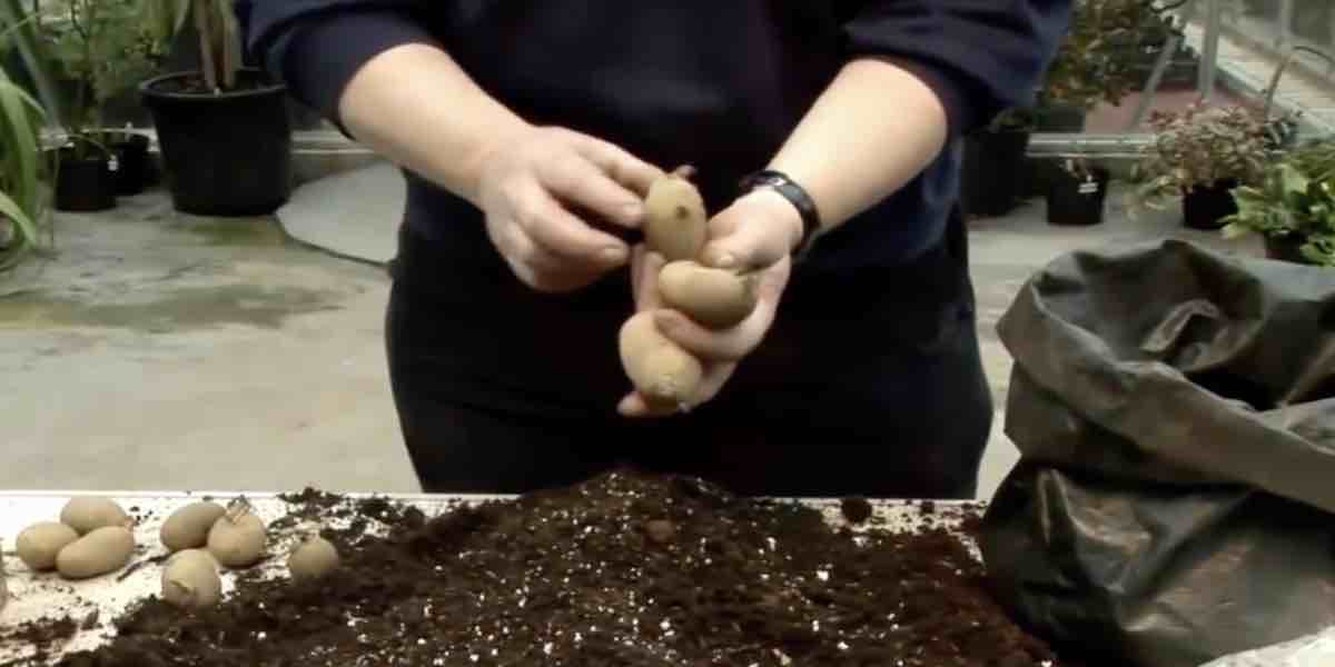 Potato Grow Bag: image 6